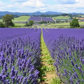 Rota da Lavanda transforma cidades do Paraná, atrai mais de 152 mil turistas e movimenta R$ 7 milhões