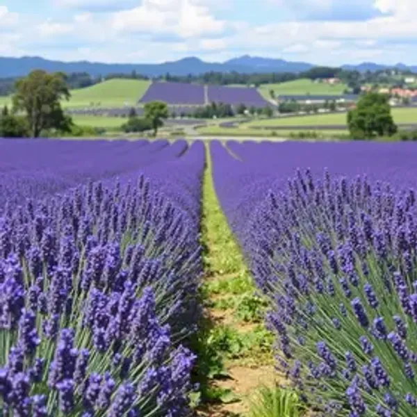 Rota da Lavanda transforma cidades do Paraná, atrai mais de 152 mil turistas e movimenta R$ 7 milhões
