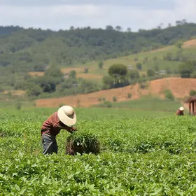 BB intensifica atendimento para apoiar produtores de Santa Catarina na renegociação de dívidas rurais