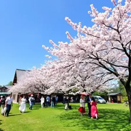 Festival Sakura Joinville será realizado entre 11 e 13 de setembro